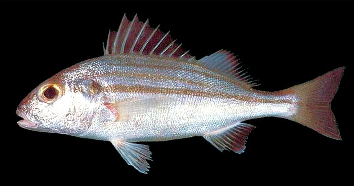 Pomadasys stridens_07